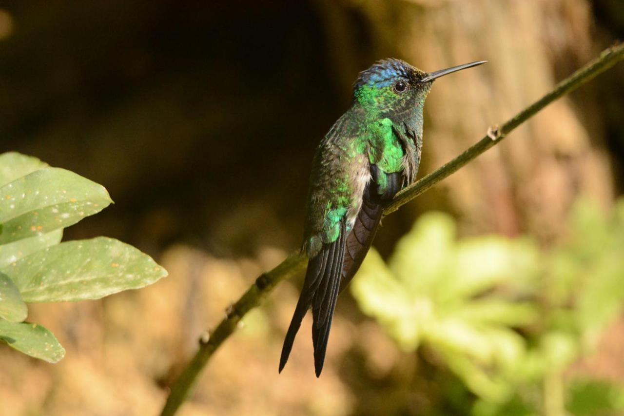 Сasa de vacaciones Vista Alegre Ecoaventuras, Trilhas E Cachoeiras